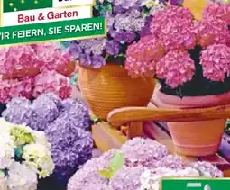 BayWa Bau & Garten Bauernhortensie Angebot