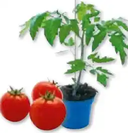 BayWa Bau & Garten Veredelte Salattomate Ferline F1 Angebot