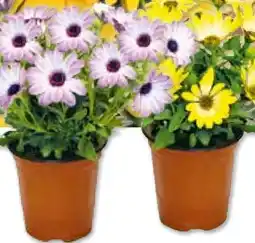 BayWa Bau & Garten Kapkörbchen Angebot