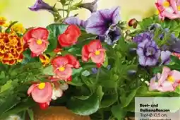 BayWa Bau & Garten Beet- und Balkonpflanzen Angebot