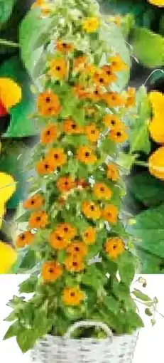 BayWa Bau & Garten Schwarzäugige Susanne Angebot