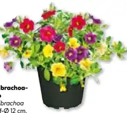 BayWa Bau & Garten Calibrachoa Trio Angebot