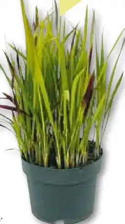 BayWa Bau & Garten Japanisches Blutgras Angebot