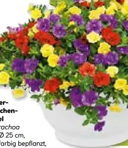 BayWa Bau & Garten Zauberglöckchen-Ampel Angebot