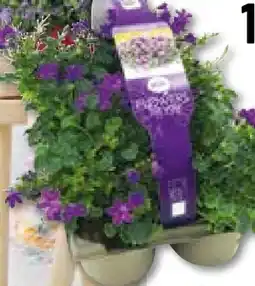BayWa Bau & Garten Glockenblume Angebot