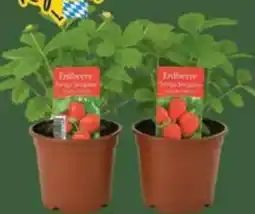 E-Center Erdbeerpflanzen Angebot