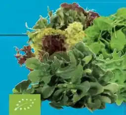 E-Center Bio Rucola-Salat Angebot