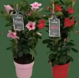 E-Center Dipladenia Mandaville Angebot