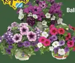 E-Center Beet- und Balkonpflanzen-Trio Angebot