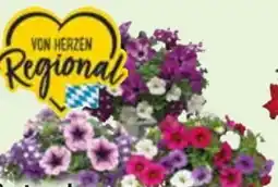 Edeka Beet- und Balkonpflanzen-Trio Angebot
