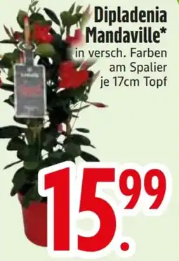 Edeka Dipladenia Mandeville Angebot