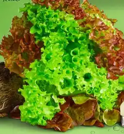 PENNY Marktliebe Bunte Salate Angebot