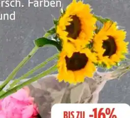 Edeka Frischemarkt Pfingstrosen Angebot