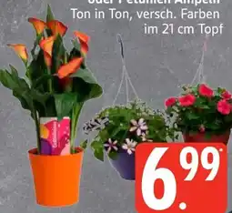 Edeka Calla Angebot