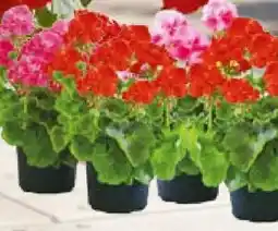 Hellweg Geranien Pelargonium zonale Angebot