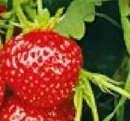 Hellweg Gourmet-Erdbeere Angebot
