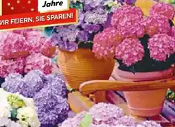 Hellweg Bauernhortensien Hydrangea Macrophylla Angebot
