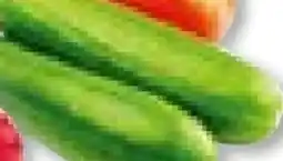 Hellweg Plantiflor Zucchini Tristan Angebot