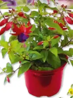 Hellweg Fuchsien Angebot