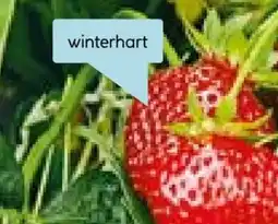 Hellweg Erdbeerpflanze Fragaria Angebot