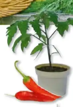 Hellweg Plantiflor Bio-Gourmet-Gemüsepflanzen Angebot