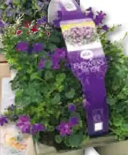 Hellweg Glockenblume Campanula Angebot