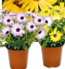 Hellweg Kapkörbchen Osteospermum Angebot