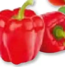 Hellweg Plantiflor Paprika rot Savio F1 Angebot