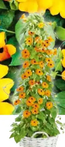 Hellweg Schwarzäugige Susanne Thunbergia alata Angebot
