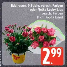 Edeka Edelrosen oder Nelke Lucky Lips Angebot