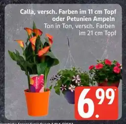 Edeka Calla oder Petunien Ampeln Angebot