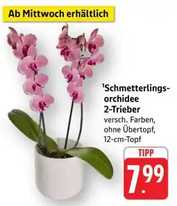 Edeka Schmetterlingsorchidee 2-Trieber Angebot