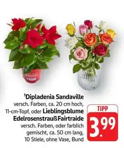 Edeka Dipladenia Sandaville oder Lieblingsblume Edelrosenstrauß Fairtraide Angebot