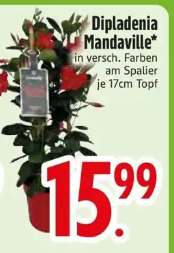 Edeka Dipladenia Mandaville Angebot