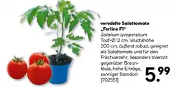 Hellweg Veredelte salattomate 'ferline f1' Angebot