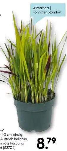 Hellweg Japanisches blutgras Angebot