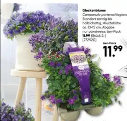 Hellweg Glockenblume campanula portenschlagiana Angebot