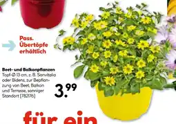 Hellweg Beet- und balkonpflanzen Angebot