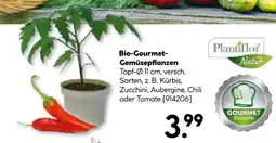 Hellweg Plantilot bio-gourmet-gemüsepflanzen kürbis Angebot