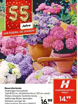 Hellweg Bauernhortensie Angebot