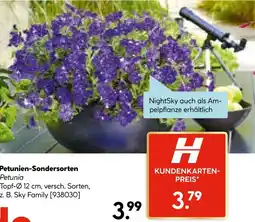 Hellweg Petunien-sondersorten Angebot