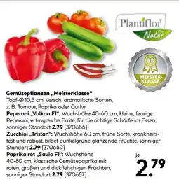 Hellweg Plantiflor peperoni vulkan f1 Angebot