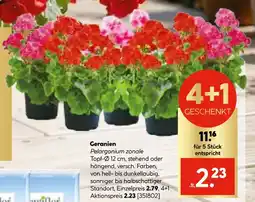 Hellweg Geranien Angebot
