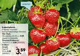 Hellweg Erdbeerpflanze fragaria ananassa Angebot