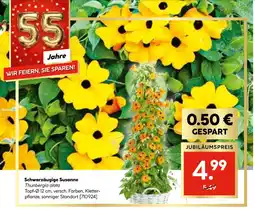 Hellweg Schwarzäugige susanne Angebot
