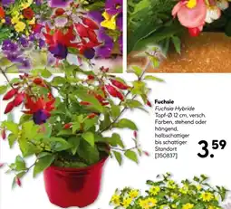 Hellweg Fuchsie hybride Angebot
