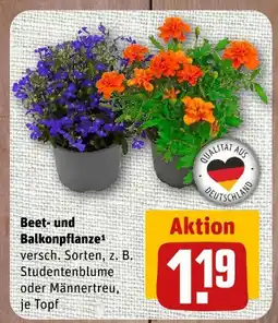 nahkauf Beet- und balkonpflanze Angebot