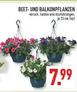 Marktkauf Beet- und balkonpflanzen Angebot