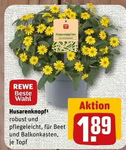 nahkauf Rewe beste wahl husarenknopf Angebot