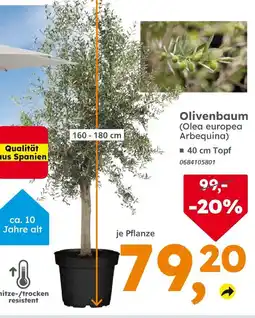 Globus Baumarkt Olivenbaum (olea europaea arbequina) Angebot